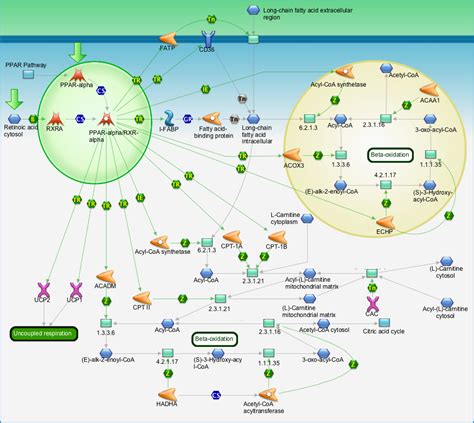 Regulation of lipid metabolism - PPAR regulation of lipid metabolism ...