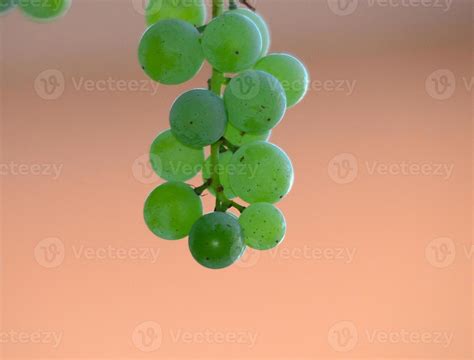 Grapes on the Vine just before harvest 769139 Stock Photo at Vecteezy