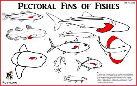 Fins of Fishes — Koaw Nature