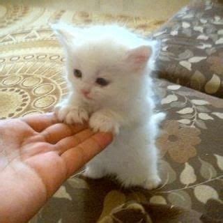 Images Of Cute White Kittens