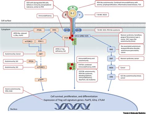 Therapeutic potential of interleukin-2 in autoimmune diseases: Trends ...