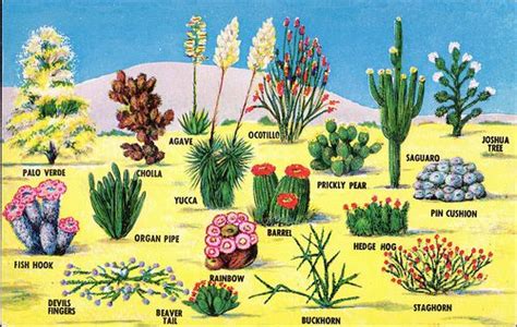 16 best images about Plants of the Desert on Pinterest