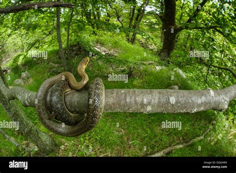 Aesculapian Snake (Zamenis longissimus) adult, coiled on branch in ...