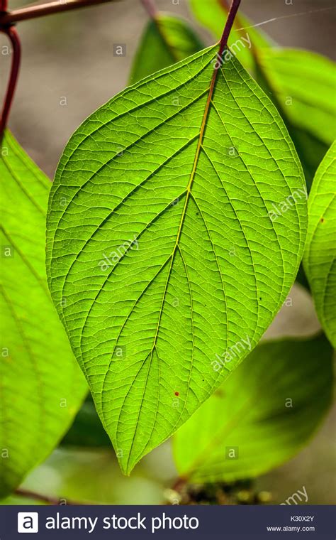 leaf simple green pinnate venation central vein midrib Stock Photo ...