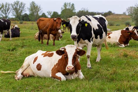 Premium Photo | Rural cows graze on a green meadow. rural life. animals ...