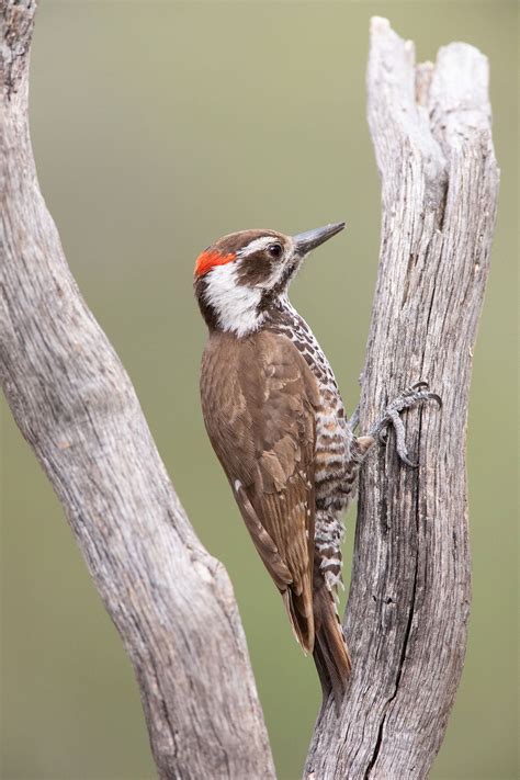 Arizona Woodpecker | Audubon Field Guide