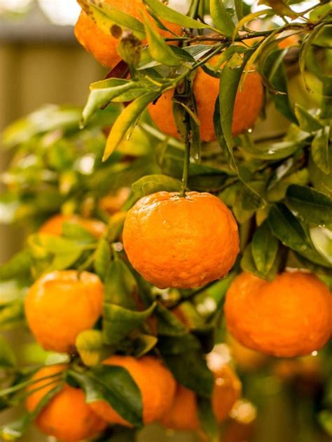 Mandarin Orange Info - Tips For Growing Mandarin Oranges