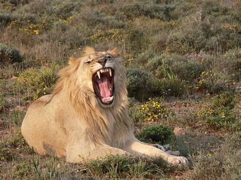 lion Roaring | My HD Animals