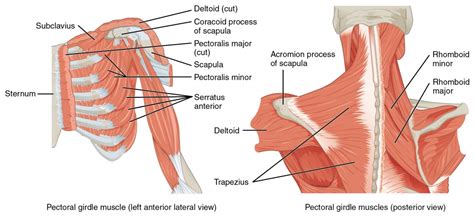 Muscles of the Pectoral Girdle and Upper Limbs | Anatomy and Physiology I