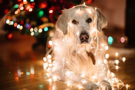 The Twelve Breeds of Christmas: Golden Retriever - Tevra Pet