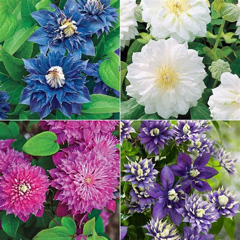 Buy Double Clematis Collection | Sun Perennials | Breck's