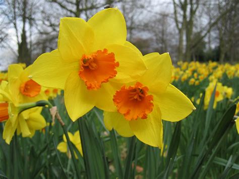 daffodil