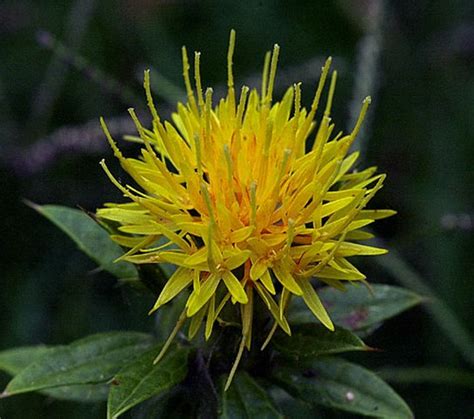 High-Heat Safflower Cooking Oil - the Best for Cooking - Oilypedia.com