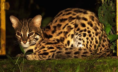 Prionailurus bengalensis (Leopard cat) (Felis bengalensis)