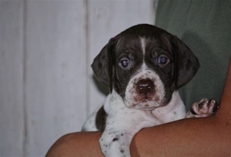 Braque Francais Puppies – Boykin Spaniels and other Gun Dogs Available ...