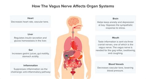 Image result for vagus nerve | Vagus nerve, Vagus nerve damage, Nerve