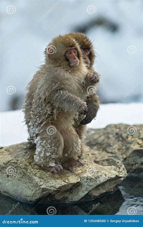 Japanese Macaque and Cub Near the Natural Hot Springs. Stock Photo ...