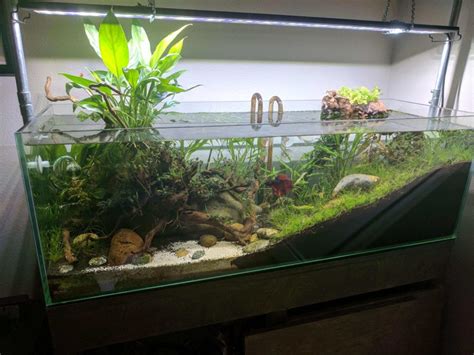 Best Ideas to Arrange an Aquarium or Fish Tank in Home - Live Enhanced