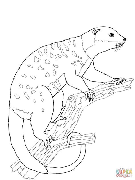 Possum Cuscus coloring page | Free Printable Coloring Pages