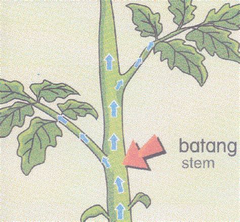 Sains Informasi: Fungsi Bahagian-bahagian Tumbuhan