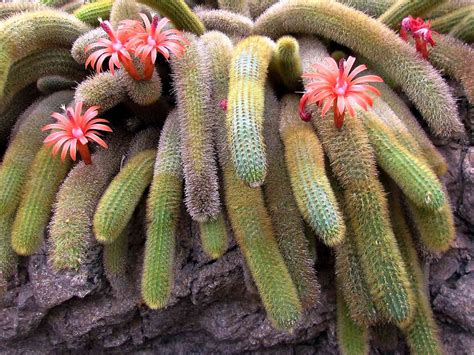 How to Grow and Care for Monkey Tail Plant (Cleistocactus Colademononis)