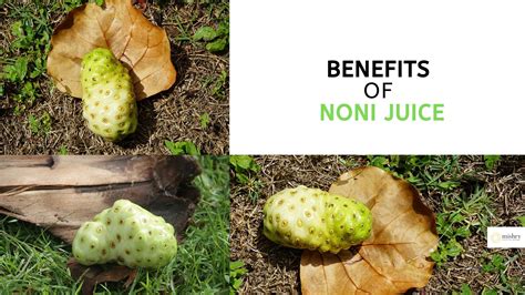 Amazing Benefits Of Noni Juice (Indian Mulberry) | Side Effects & How ...