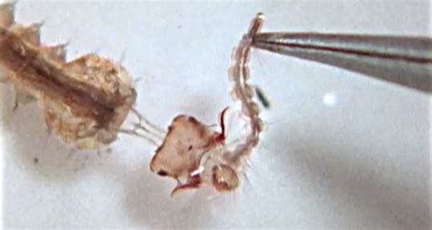 ‘Our Jaws Dropped’: Videos Reveal Mosquito Larva’s Killer Harpoon Heads ...