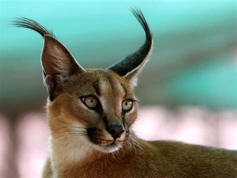 caracal eyes | Ausgestopftes tier, Süßeste haustiere, Tiere