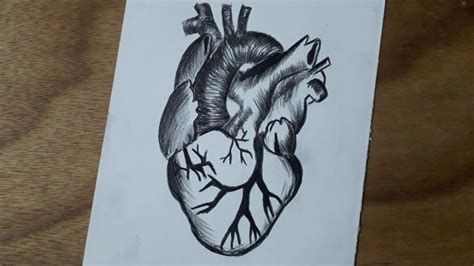 Pencil Drawing Human Heart