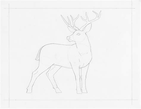 Learn How to Draw a Deer in This Step-by-Step Tutorial | My Modern Met