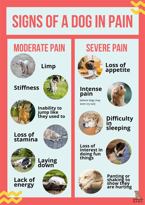 Ultimate Guide To Understanding Gabapentin For Dogs | Bark For More