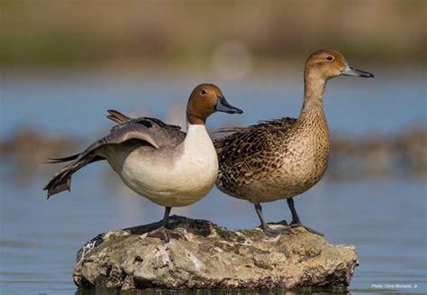 Northern Pintail | Ducks Unlimited