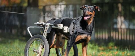 The Complete Guide to Wheelchairs for Dogs | TrustedHousesitters.com