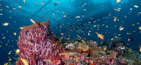 Snorkeling in Moalboal Philippines | Snorkel Venture