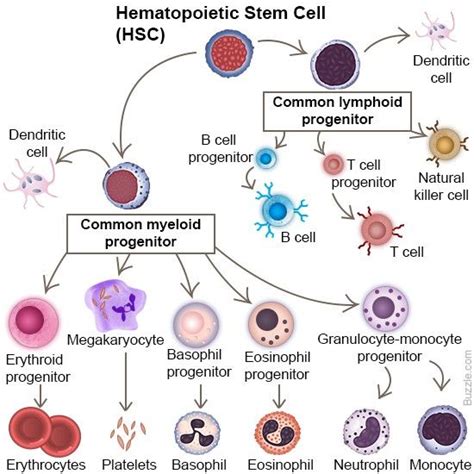 17 Best images about Hematopoiese on Pinterest | Red blood cells, Life ...