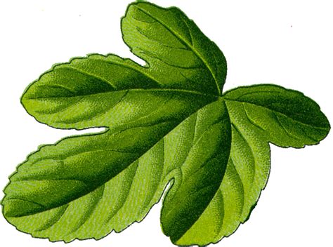 fig leaf png 10 free Cliparts | Download images on Clipground 2024