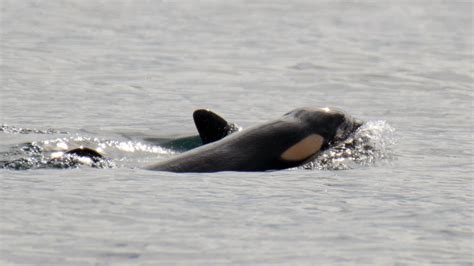 Second new orca baby spotted with J-Pod in less than a month | FOX 35 ...