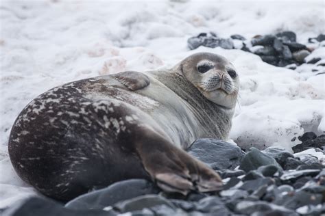 Wildlife in Greenland: Seals | Visit Greenland