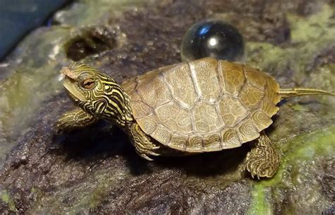 Good Turtle Pets For Beginners at Rae Gustafson blog