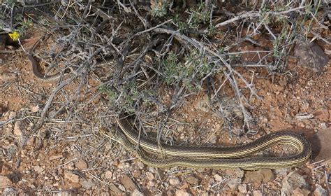 Masticophis Taeniatus - Striped Whipsnake - USA Snakes