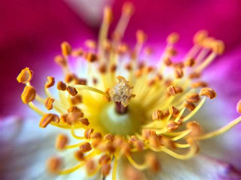 9 Tips For Beautiful Flower Macro Photography On iPhone