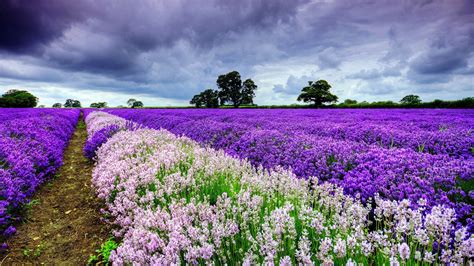 Wallpapers lavender, plant, flower, garden, field | Growing lavender ...