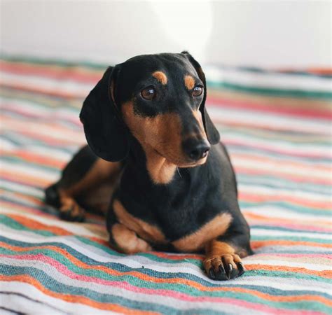 Miniature Dachshund Adoption in Braddock, PA: Miniature Dachshund ...