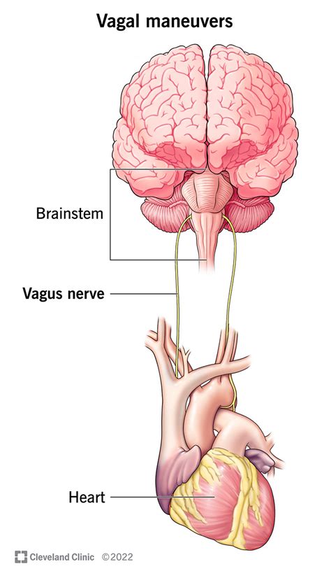 Vagal Maneuvers: How To Slow Your Heart Rate