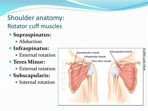 PPT - THE SHOULDER: Evaluation and Treatment of Common Injuries ...