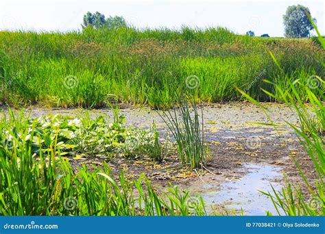 Aquatic plants in swamp stock image. Image of pond, marshland - 77038421