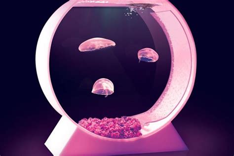 New aquarium designed to put jellyfish on your desk