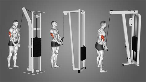 Triceps Pushdown: Benefits, Muscles Worked, and Variations - Inspire US