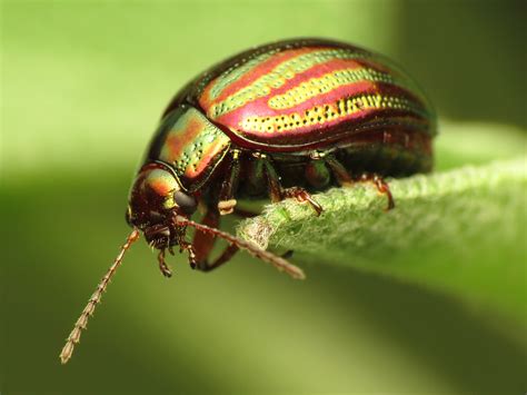 Chrysomelidae Leaf Beetles