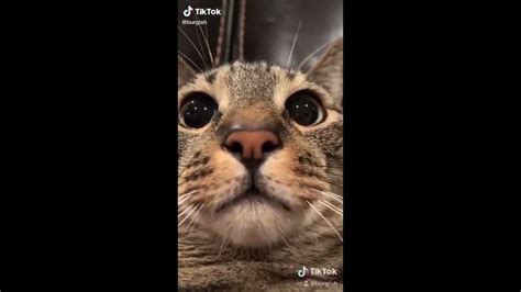 Funny Cats of Tiktok 😹😹 (Compilation #5) - YouTube